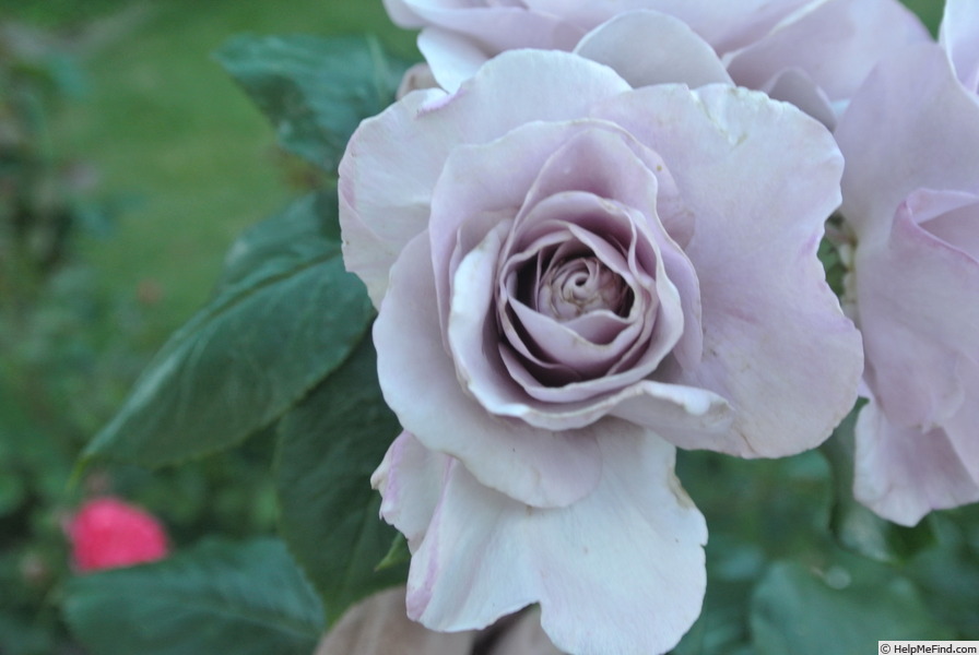 'Amy Donelan' rose photo