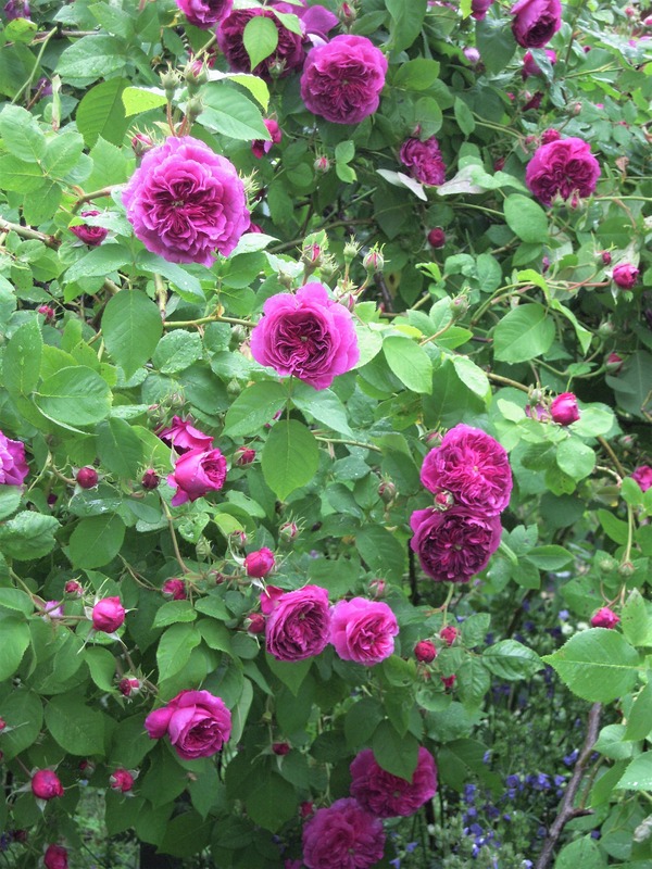 'Erinnerung an Brod' rose photo