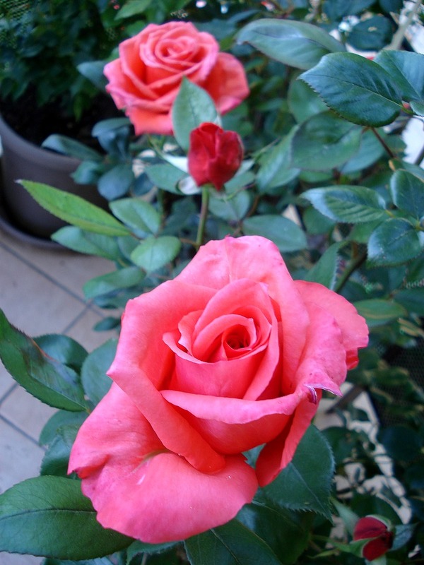 'Anne Vanderlove ®' rose, click to enlarge 'Anne Vanderlove ®' rose photo