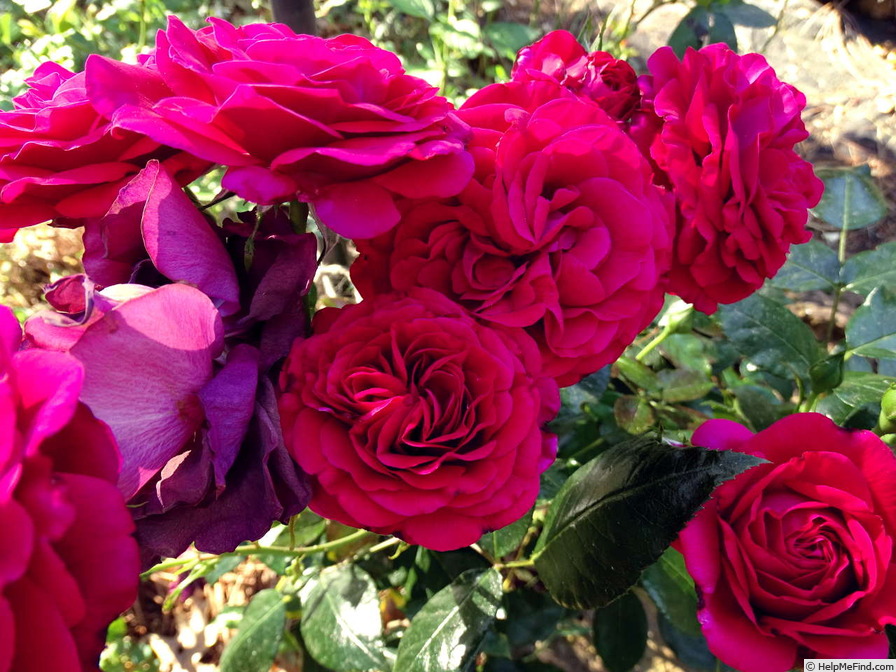 'Our Anniversary (floribunda, Jalbert 2014)' rose photo