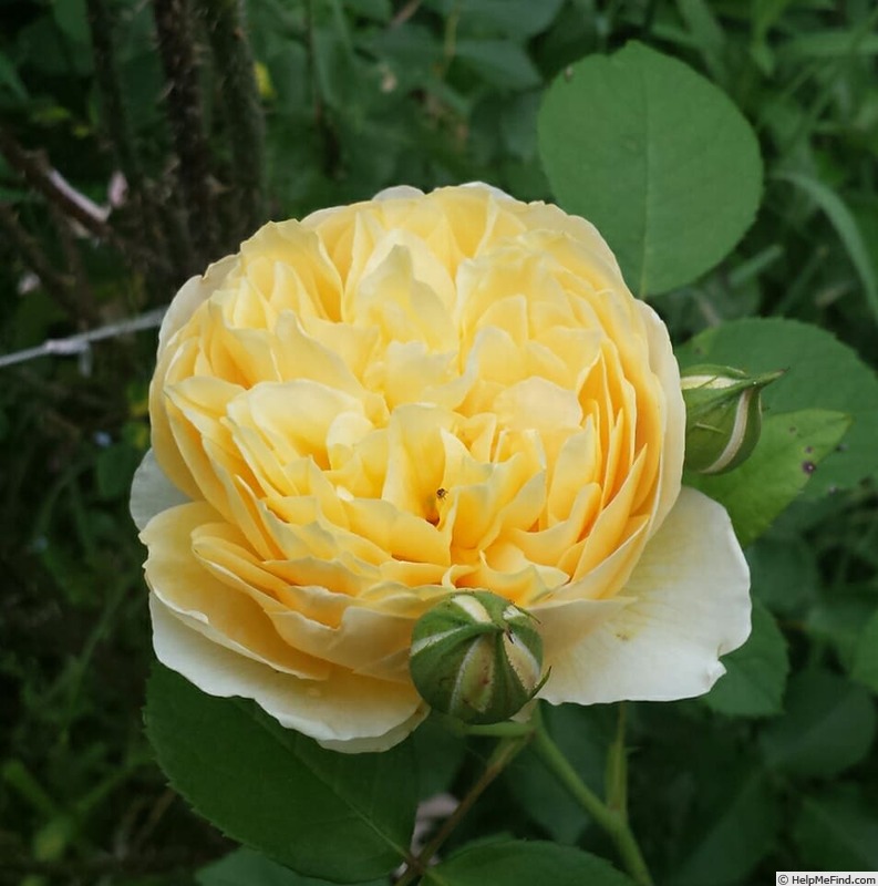 'Charlotte (shrub, Austin before 1992)' rose photo