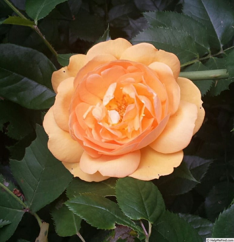 'South Africa' rose photo