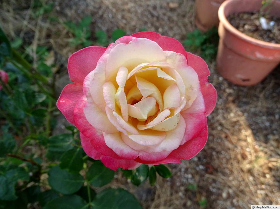 'Angel Bells ®' rose photo