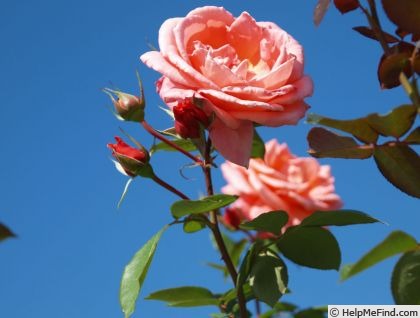 'Leaping Salmon' rose photo