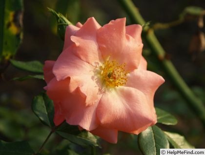 'Liverpool Echo' rose photo