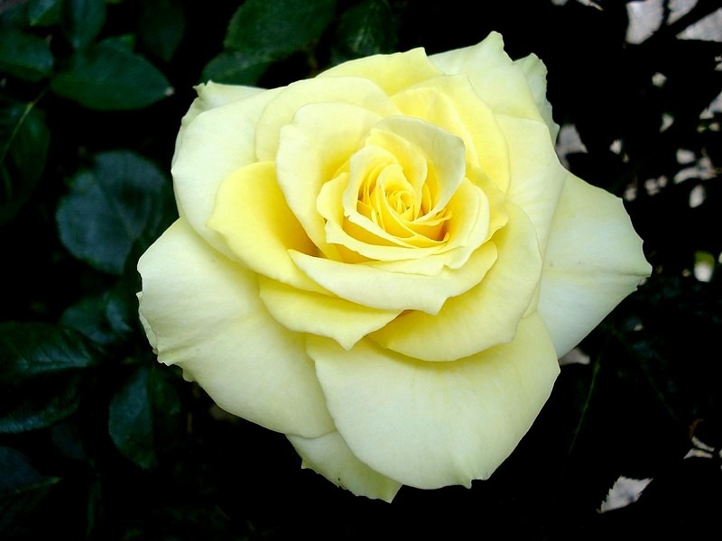 'Aperitif ® (hybrid tea, McGredy 1988)' rose photo