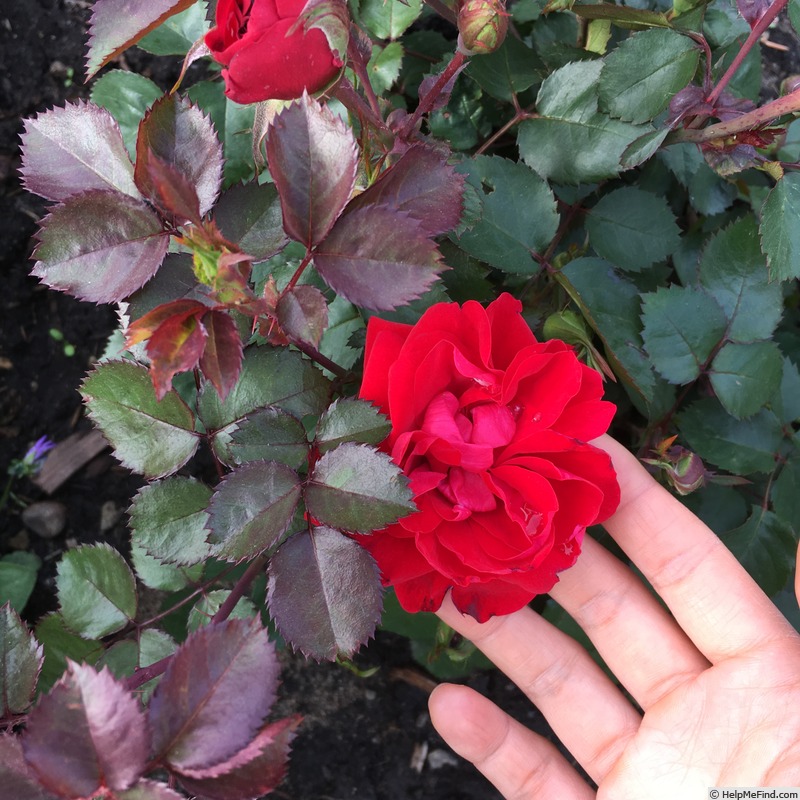 'Canadian Shield™' rose photo