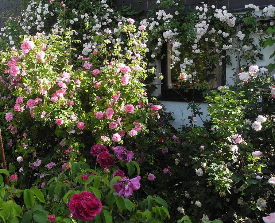 'Rose Garden In Bordesholm/Northern Germany'  photo