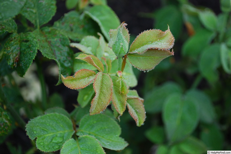'Double Delight ®' rose, click to enlarge 'Double Delight ®' rose photo