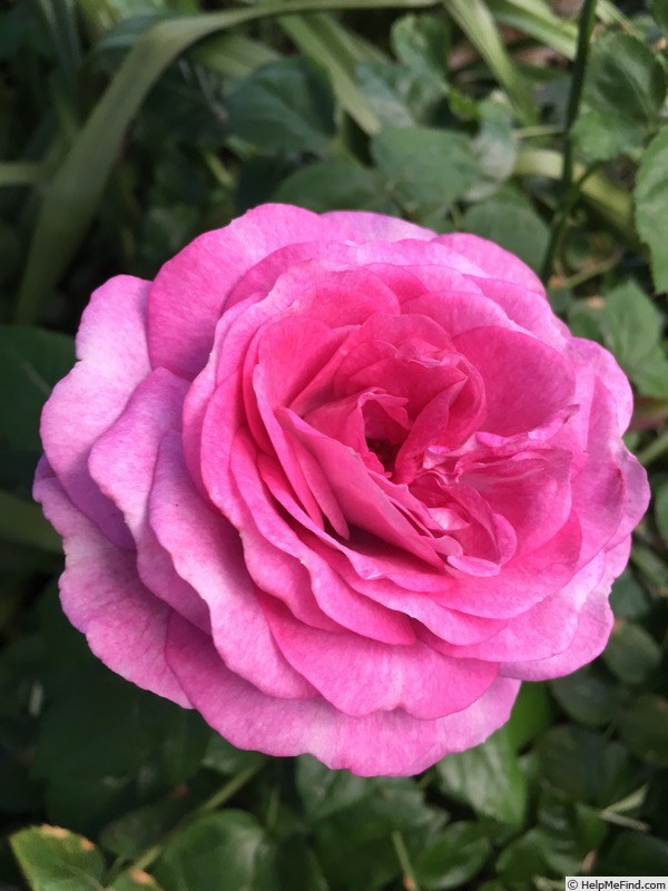 'Simply Magnifiscent' rose photo