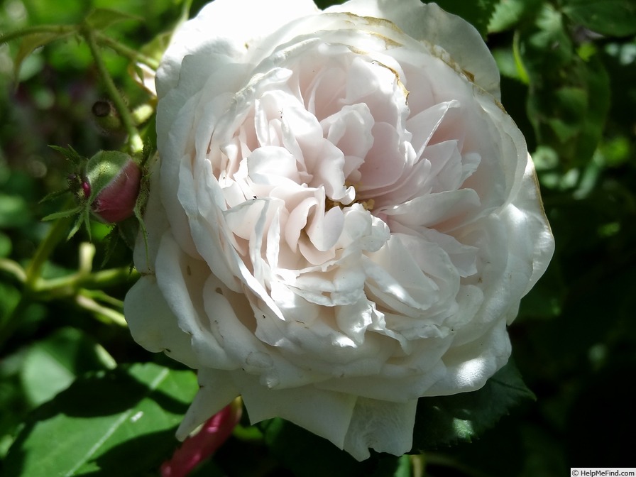 'Coquette des Blanches' rose photo
