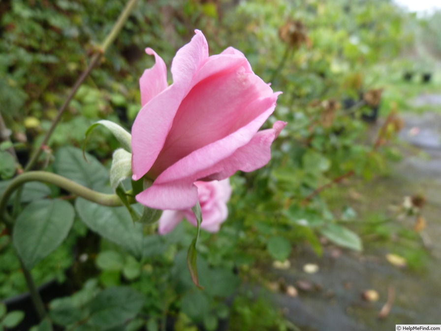 'Standing Rock' rose photo