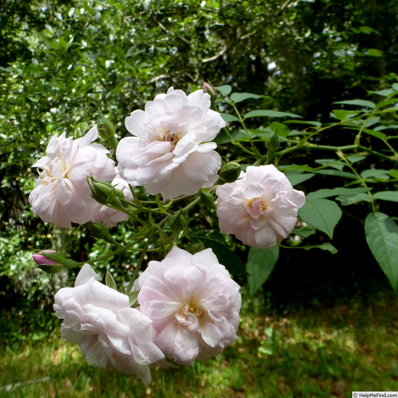 'Belle Vichysoise' rose photo