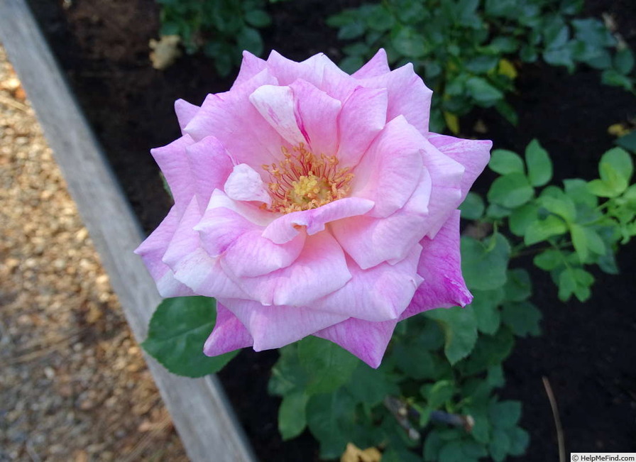 'Smooth Ballerina ™' rose photo