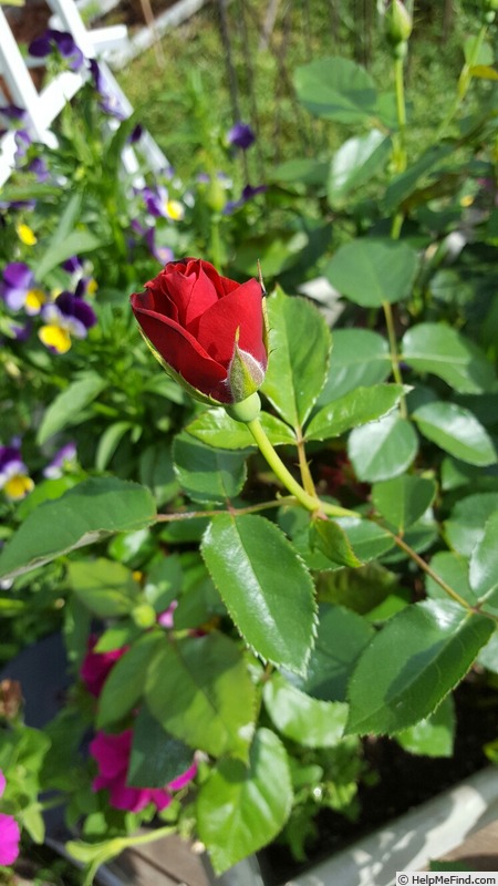 'Orange Smoke' rose photo