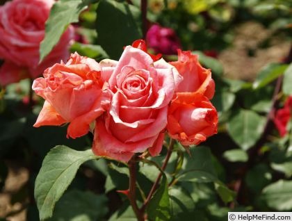 'Lady Bird Johnson' rose, click to enlarge 'Lady Bird Johnson' rose photo