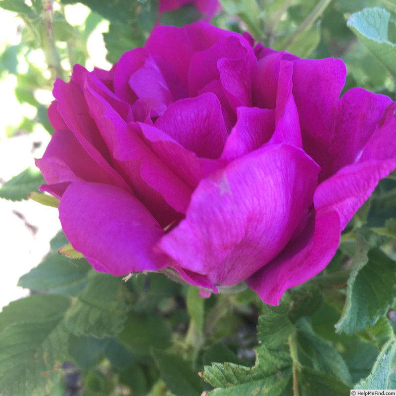 'Michel Trudeau' rose photo