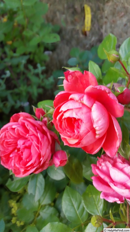 'Jolie ™ (shrub, Kordes, 2002/13)' rose photo