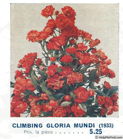 'Gloria Mundi, Cl.' rose photo
