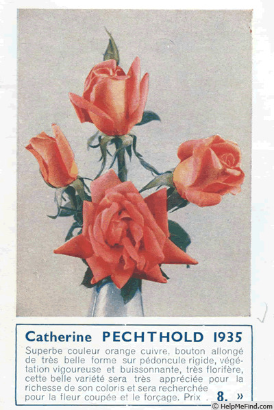 'Catherine Pechthold' rose photo