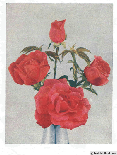 'Mary Hart (hybrid tea, Hart, 1931)' rose photo