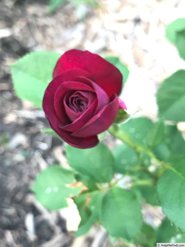 'EBBTIDOP16' rose photo