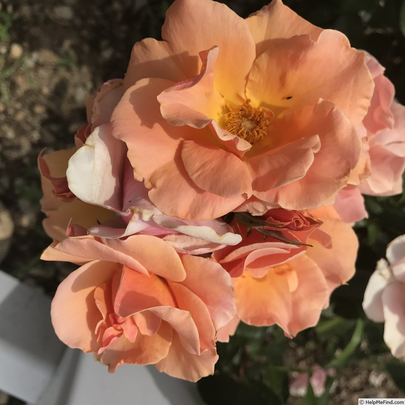 'Honey Nectar™' rose photo