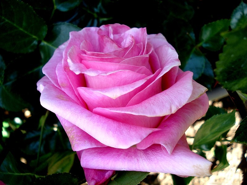 'Nicole Calfan ®' rose photo