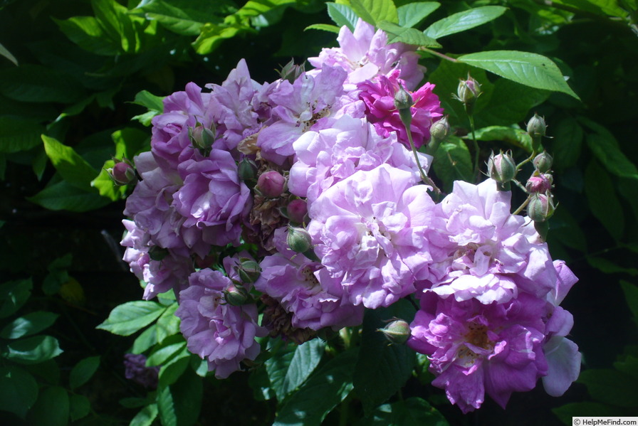 'Grevillei' rose photo