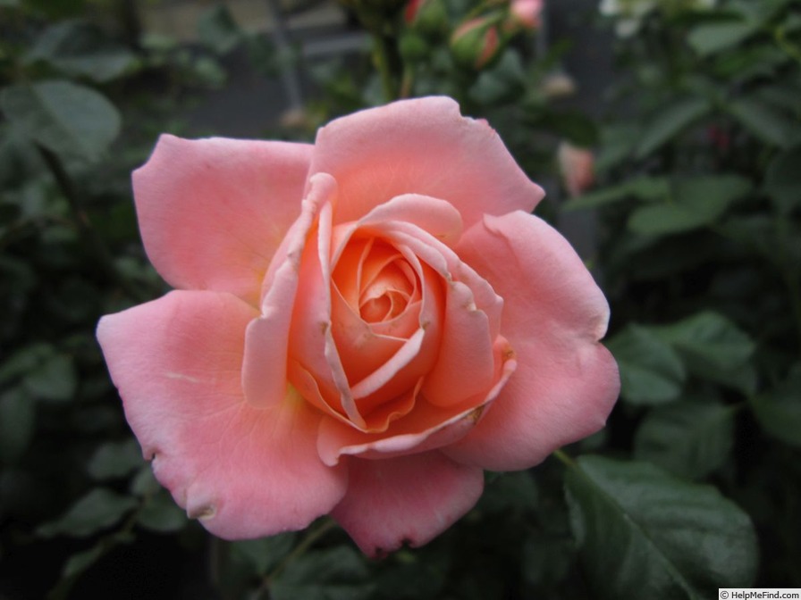 'Kalmar' rose photo