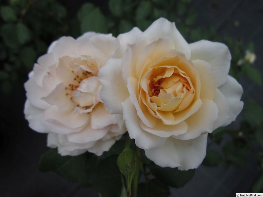 'Clair™ (shrub, Olesen/Poulsen, 1990)' rose photo