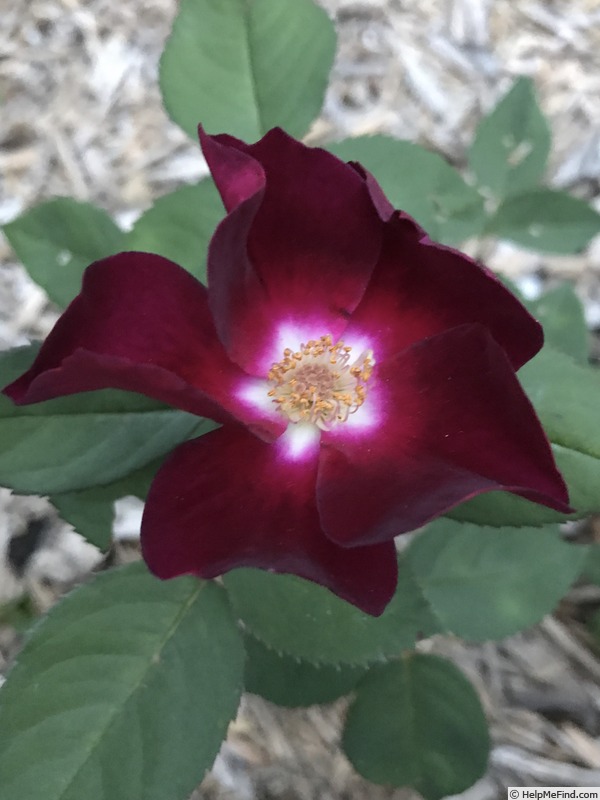 'ADHOOD NITOWL02' rose photo