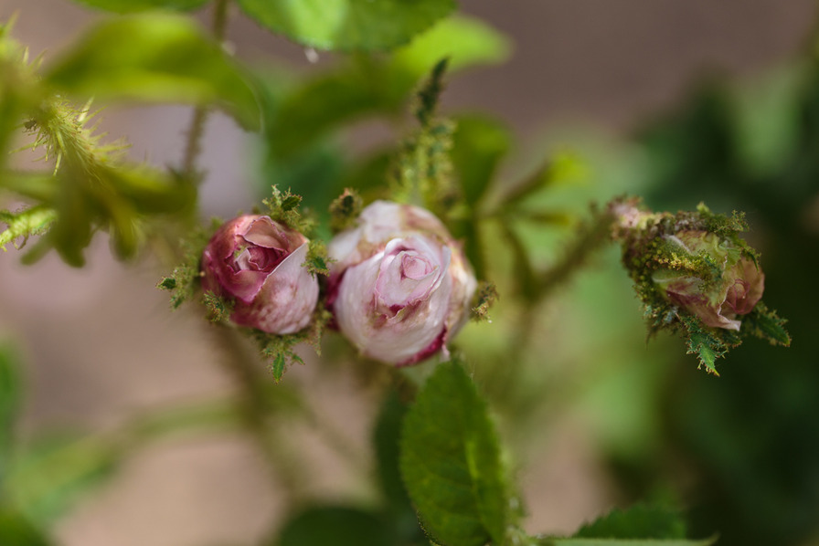 'Asepala' rose photo