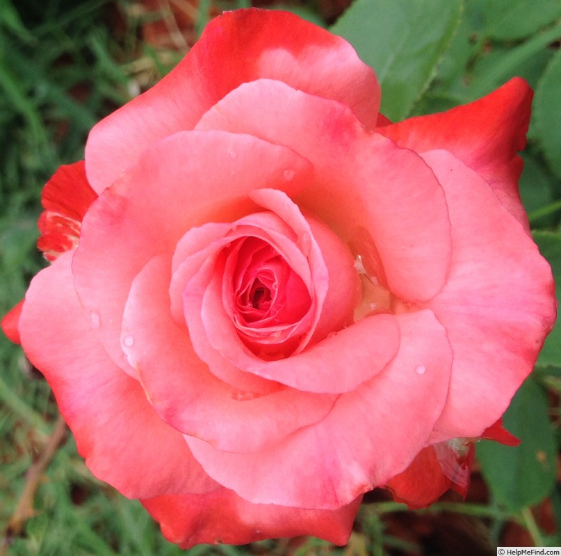 'Milestone' rose photo