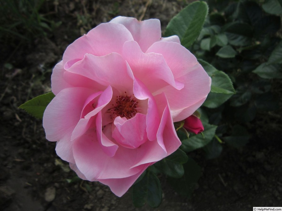 'Bernd Weigel Rose®' rose photo