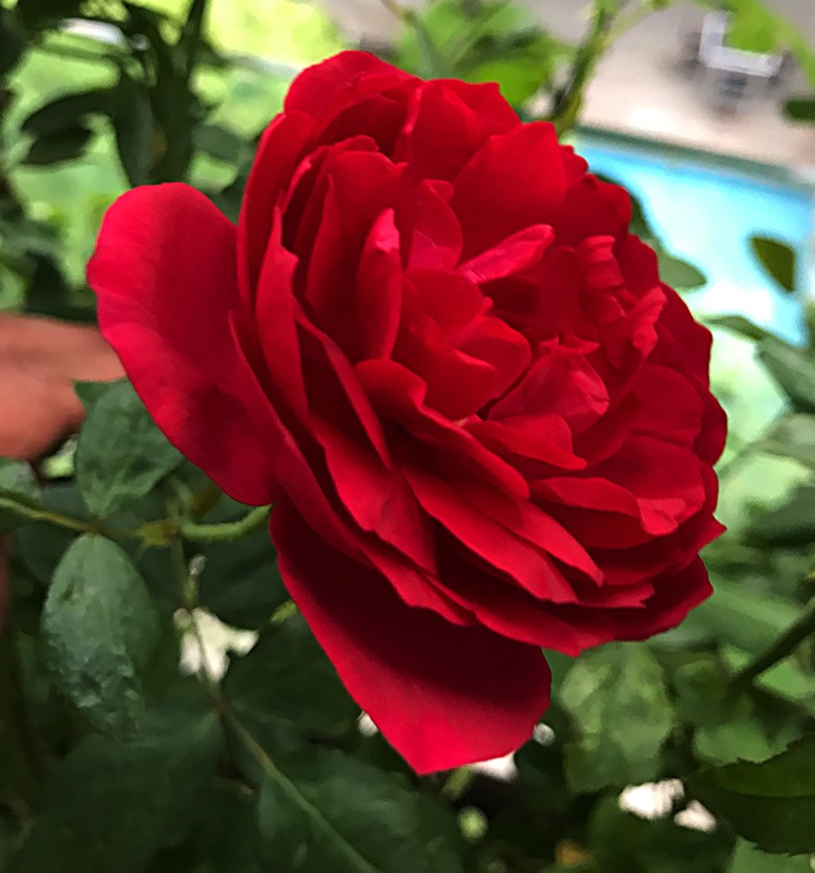 'Autumn Rouge' rose photo
