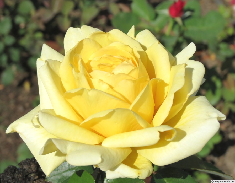 'Winter Sun ® (hybrid tea, Kordes 2001)' rose photo