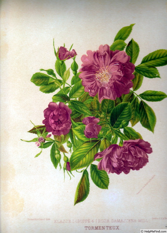 'Tomenteux' rose photo