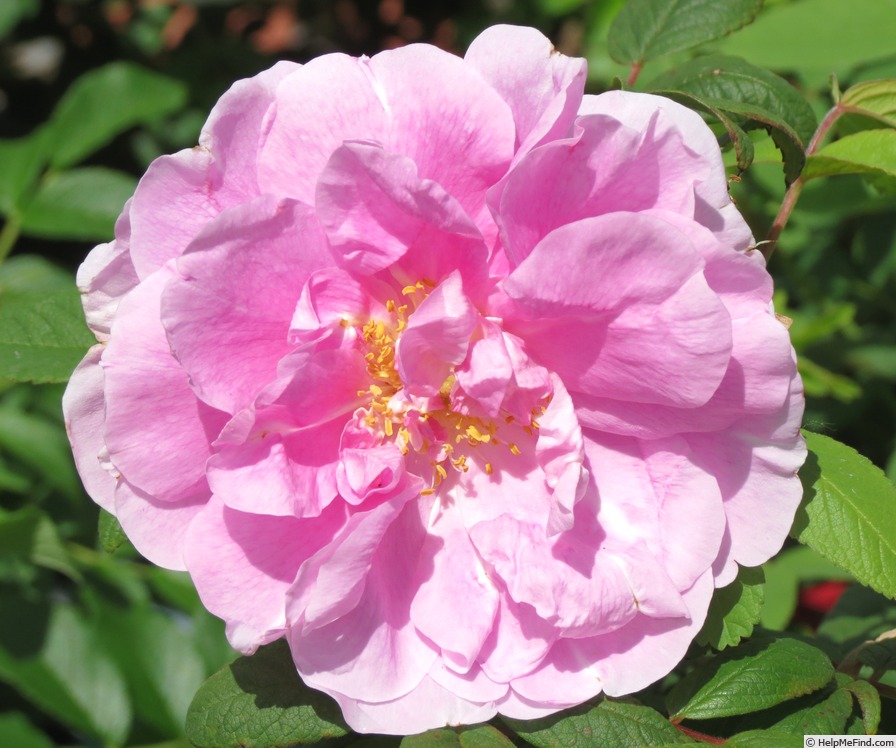 'Thérèse Bugnet (Rugosa, Bugnet, 1941)' rose, click to enlarge 'Thérèse Bugnet (Rugosa, Bugnet, 1941)' rose photo