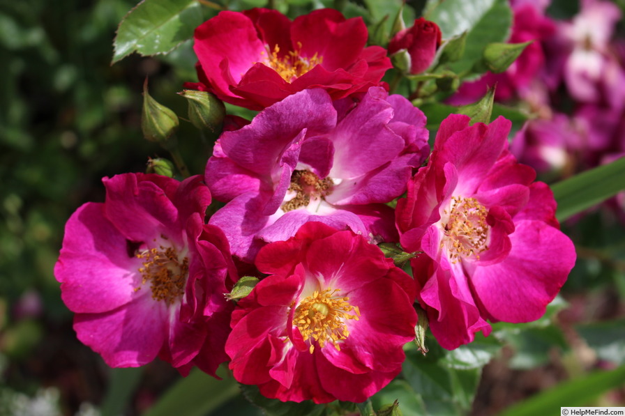 'Sultry Sangria ™' rose photo