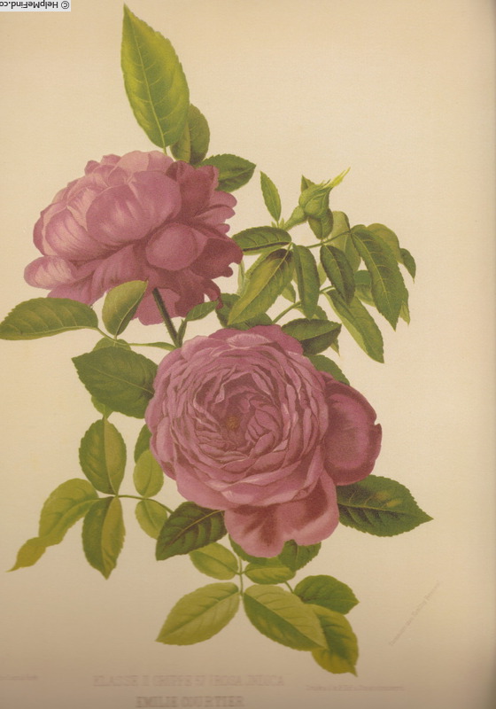 'Émile Courtier' rose photo