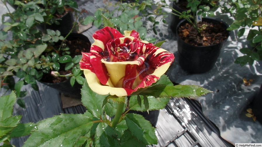 'Abracadabra (floribunda, Kordes, 2001)' rose photo