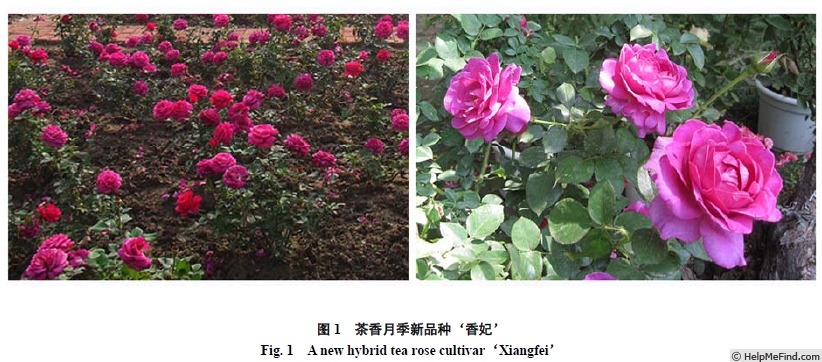 'Xiang Fei' rose photo