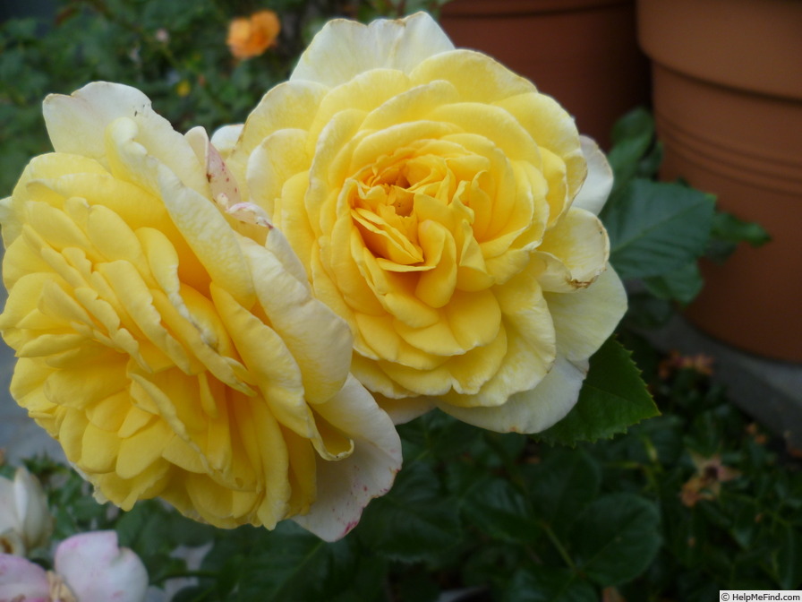 'Bamako' rose photo