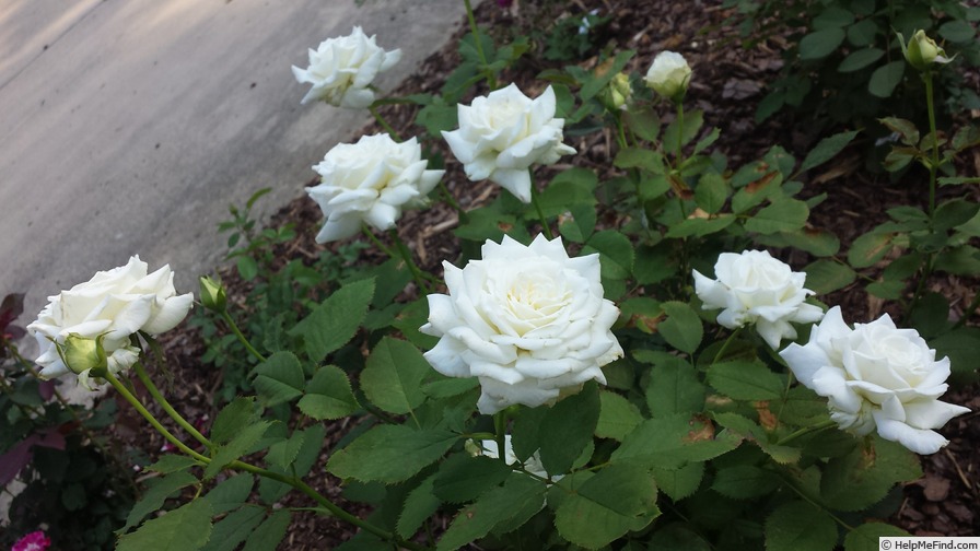 'Pope John Paul II ™ (Hybrid Tea, Zary, 2006)' rose, click to enlarge 'Pope John Paul II ™ (Hybrid Tea, Zary, 2006)' rose photo