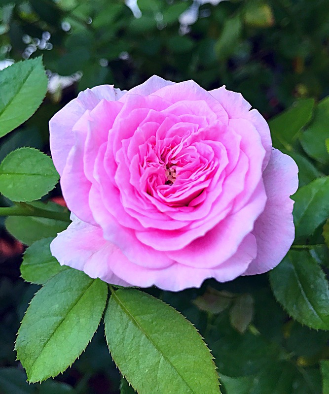 'Hora' rose photo