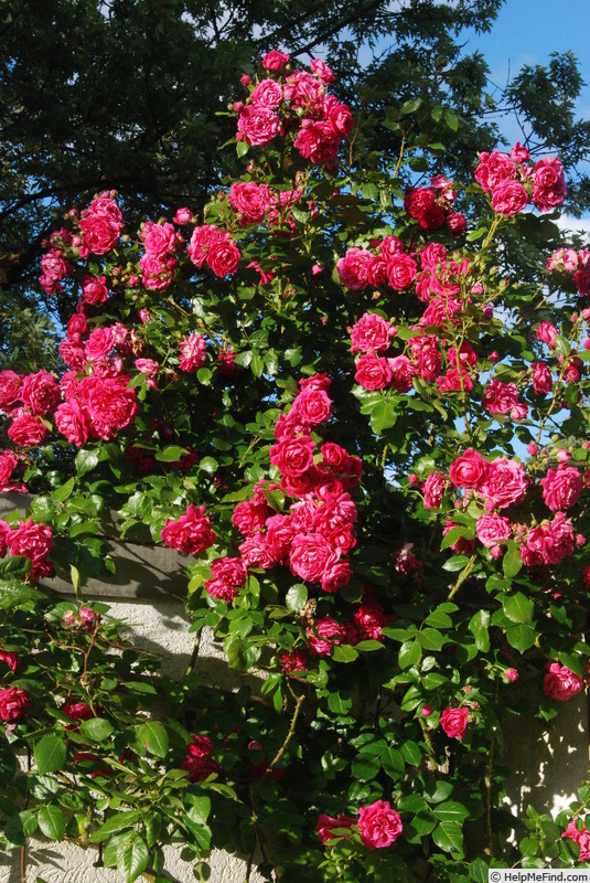 'Laguna ® (Large Flowered Climber, Kordes 1994)' rose photo