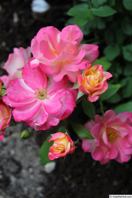 'Campfire (floribunda, MordenExp. Farm, 2003)' rose photo