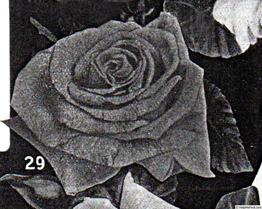 'Souvenir de Maria de Zayas' rose photo