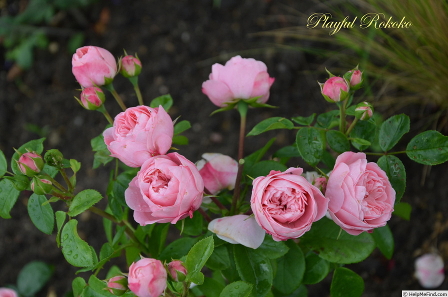 'Playful Rokoko ®' rose photo